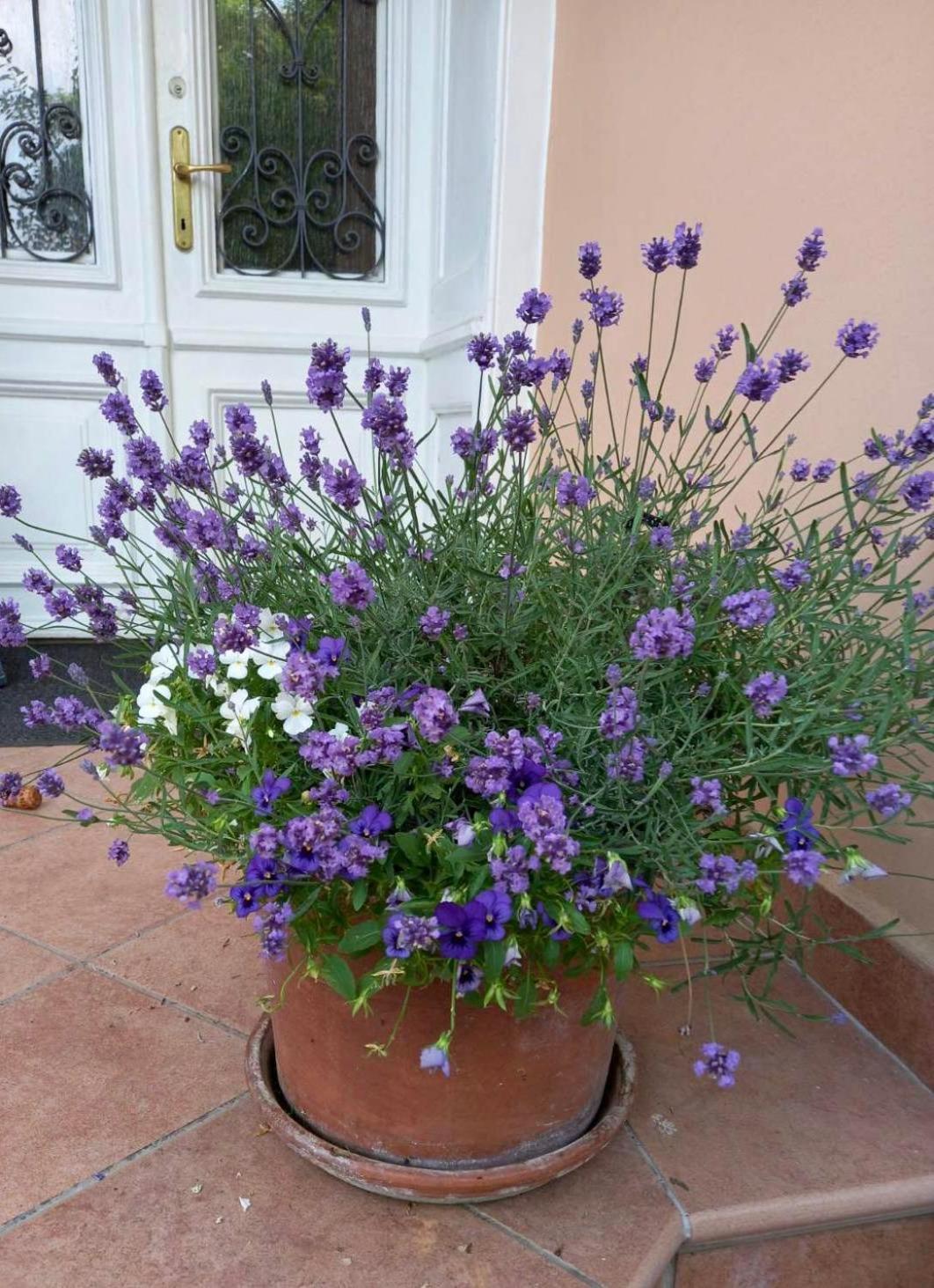 Villa Milada Portorož Exteriör bild
